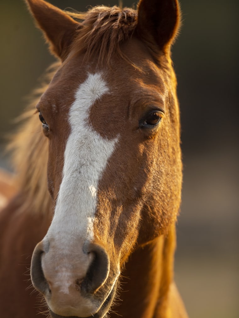 Portrait of a horse in the paddock at golden hour