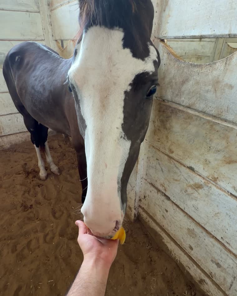 Feeding a mango to one of our horses