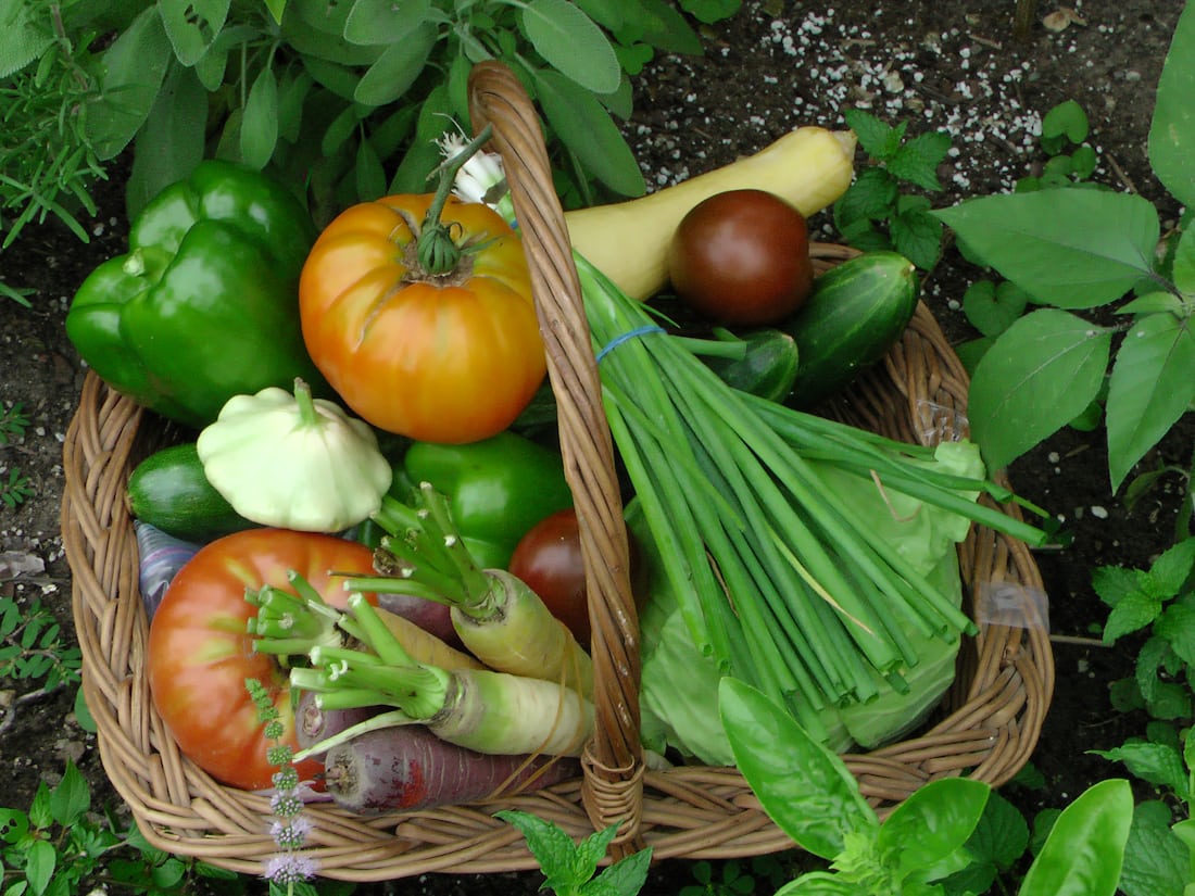 Fresh organic vegetables harvested at the Bliss farm, Gandhinagar