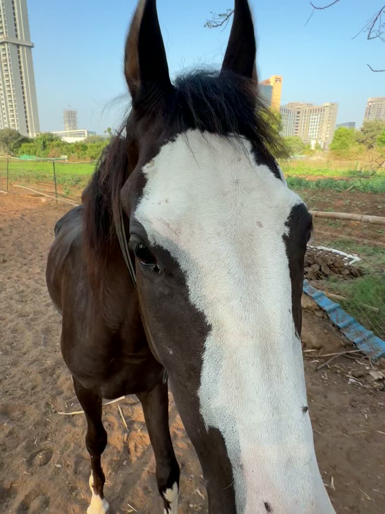 Horse at the farm with GIFT City towers in the distance